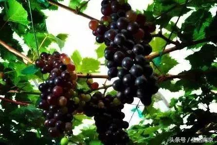 南京高淳区怎么样,南京高淳出的明星