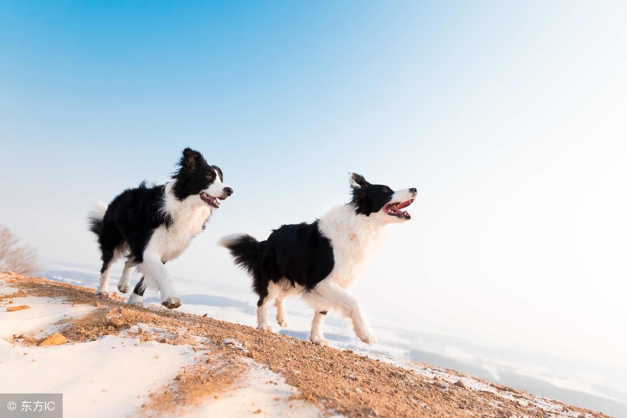 边境牧羊犬日常护理,边境牧羊犬美容护理方法