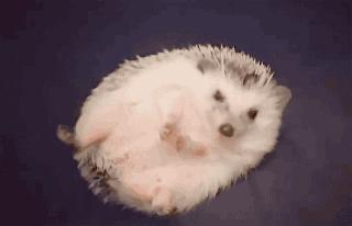 刺猬刚到新家怎么照顾,小刺猬保护自己的方法