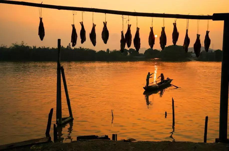 黄沙蚬新会,江门新会黄沙蚬季节