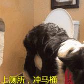 家里的萌宠,家里的萌宠长大后会变成什么样子