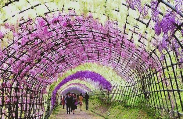 美爆了！下周起，全苏州人都将涌入这片花海...（内附白马涧中奖名单）