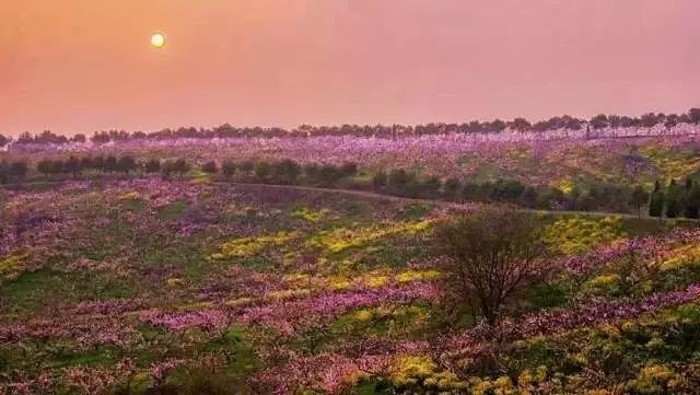 美爆了！下周起，全苏州人都将涌入这片花海...（内附白马涧中奖名单）
