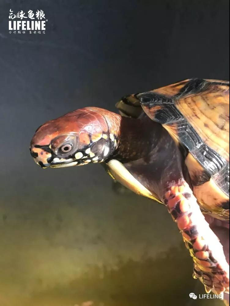 三趾箱龟的繁育方法,纯种三趾箱龟