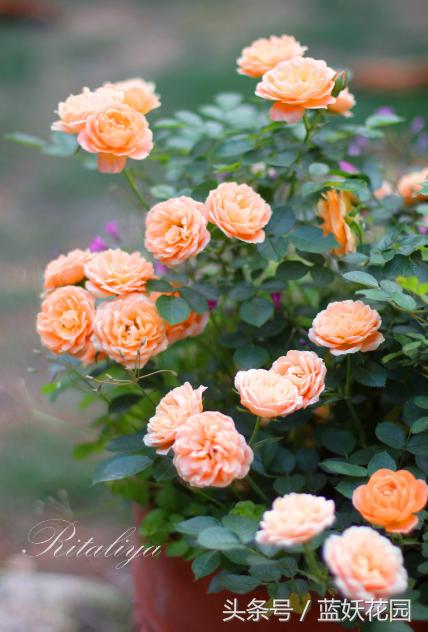 月季不能浇什么水,月季施肥不当怎么处理