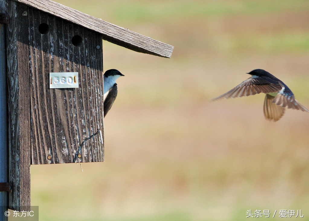 写春燕最美的诗词名句,描写春天燕子的诗句古诗词
