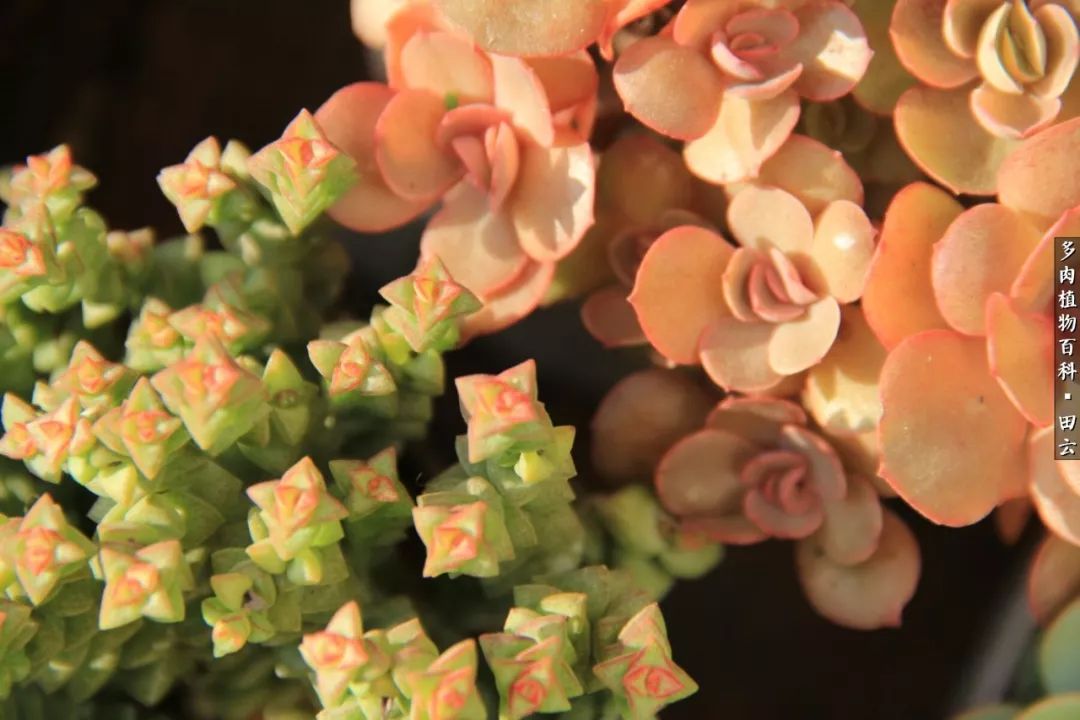 养多肉的精致生活,养多肉的乐趣在于没事瞎折腾