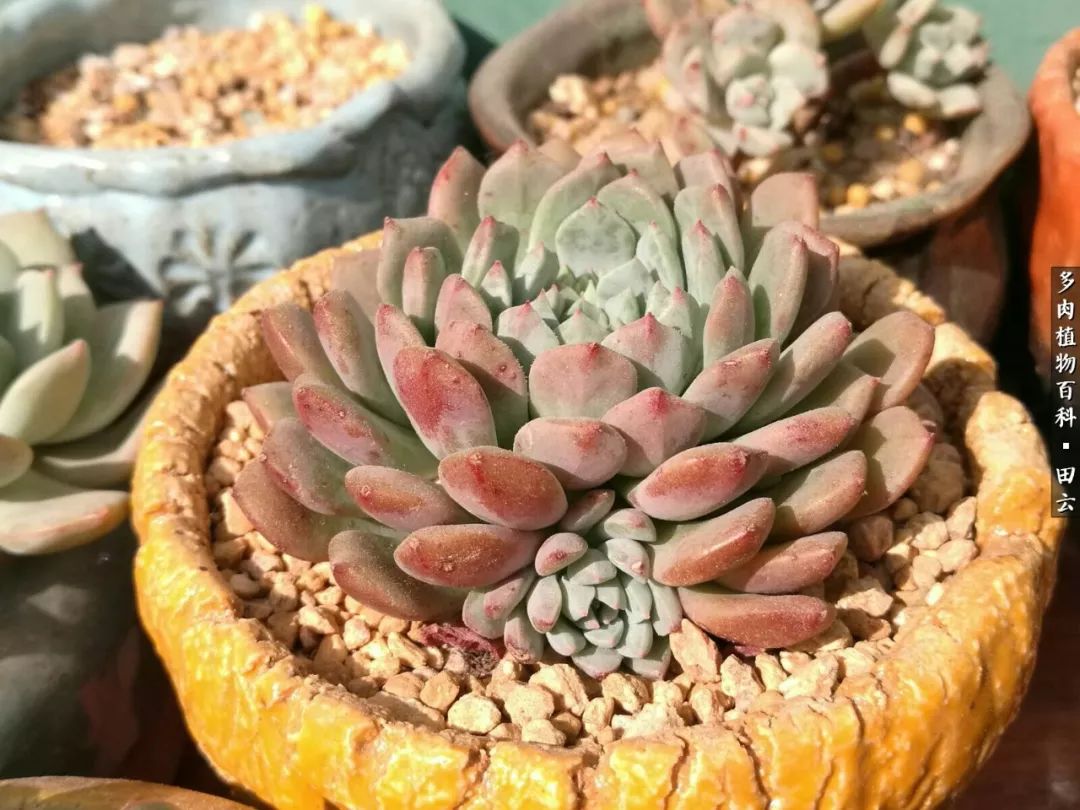 养多肉的精致生活,养多肉的乐趣在于没事瞎折腾