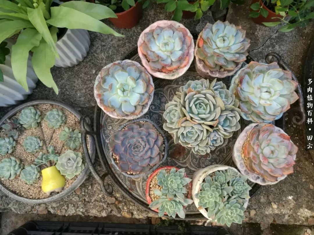 养多肉的精致生活,养多肉的乐趣在于没事瞎折腾