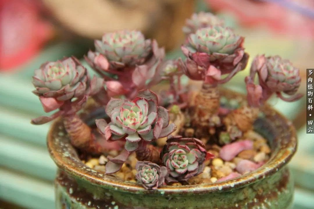 养多肉的精致生活,养多肉的乐趣在于没事瞎折腾