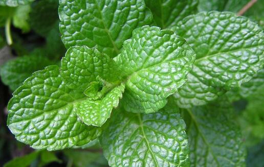 薄荷怎么养需要修剪吗,薄荷的养殖方法和注意事项有哪些