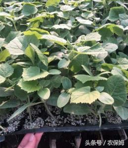 为什么刚出苗的黄瓜苗发黄,给黄瓜苗喷了醋后发黄怎么办