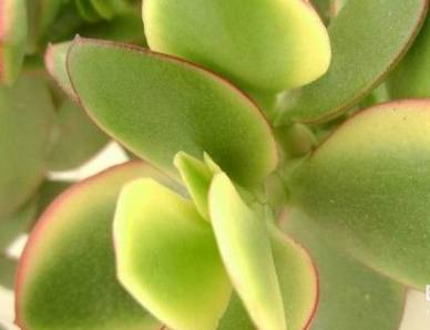 玻璃翠花叶子总是蔫怎么回事,玻璃翠花叶子发白怎么治