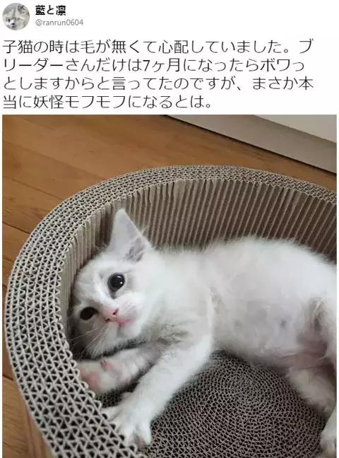猫没毛多长时间能长出来,猫咪14个月毛量少怎么办