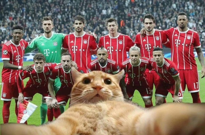 荣膺全场最佳?胖橘带你盘点那些闯入球场的猫猫狗狗