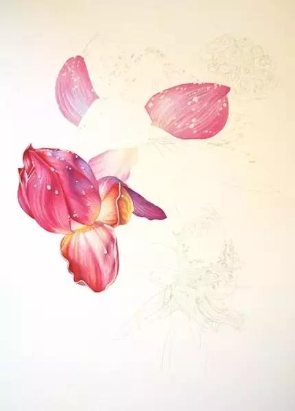 学画荷花和荷叶,荷花怎么画儿童简笔画