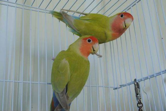 面类牡丹鹦鹉配对基因对照表,牡丹鹦鹉面类详细分类