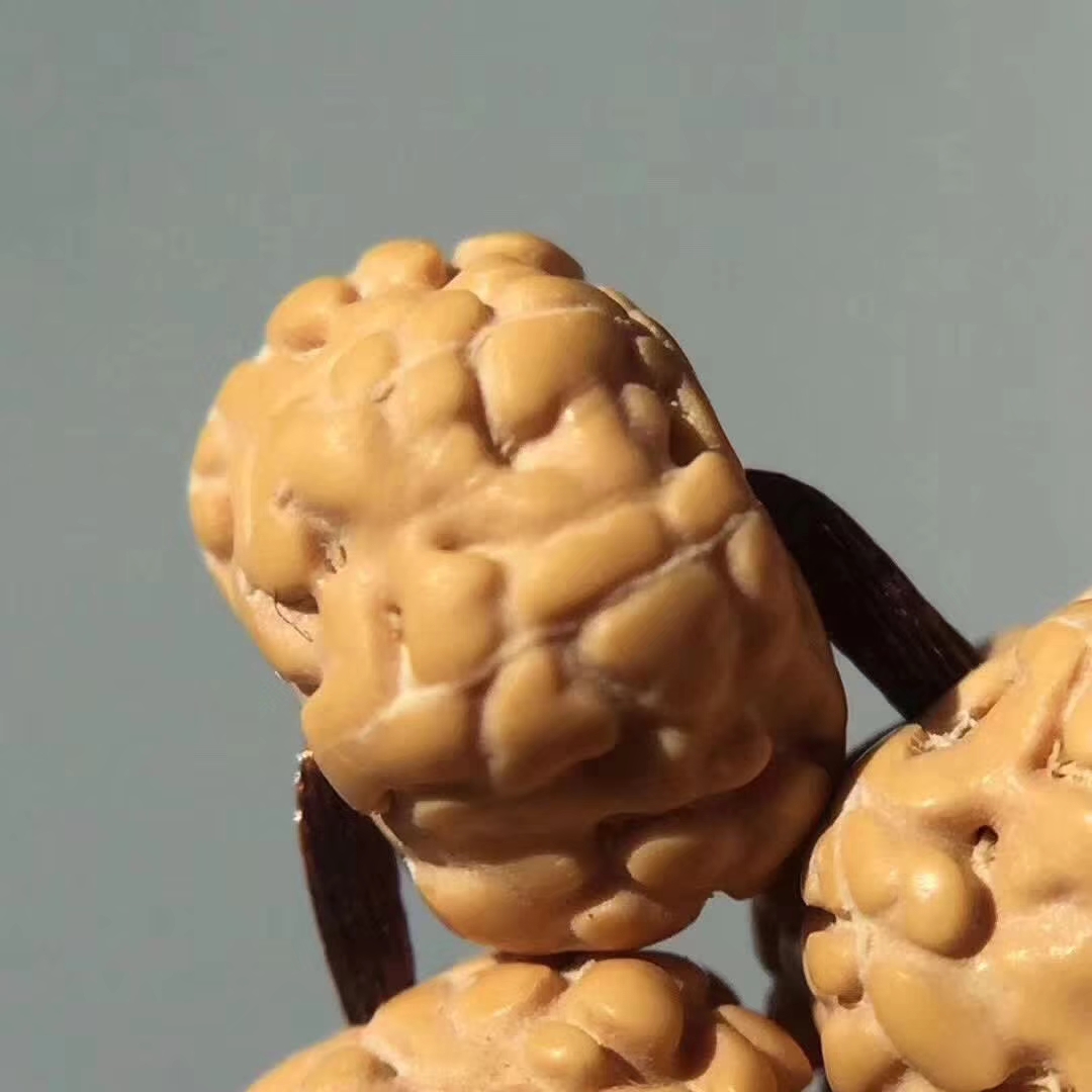 超级飞碟金刚菩提,五瓣爆肉梅花金刚菩提