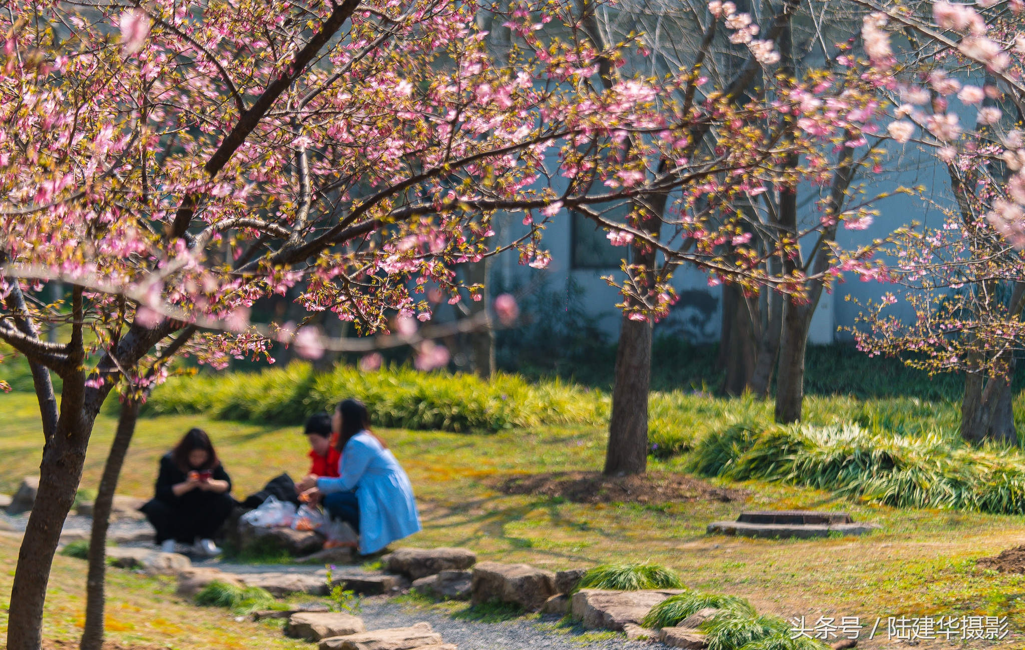 太湖赏樱花鼋头渚旅行攻略,太湖鼋头渚风景区看樱花旅游攻略