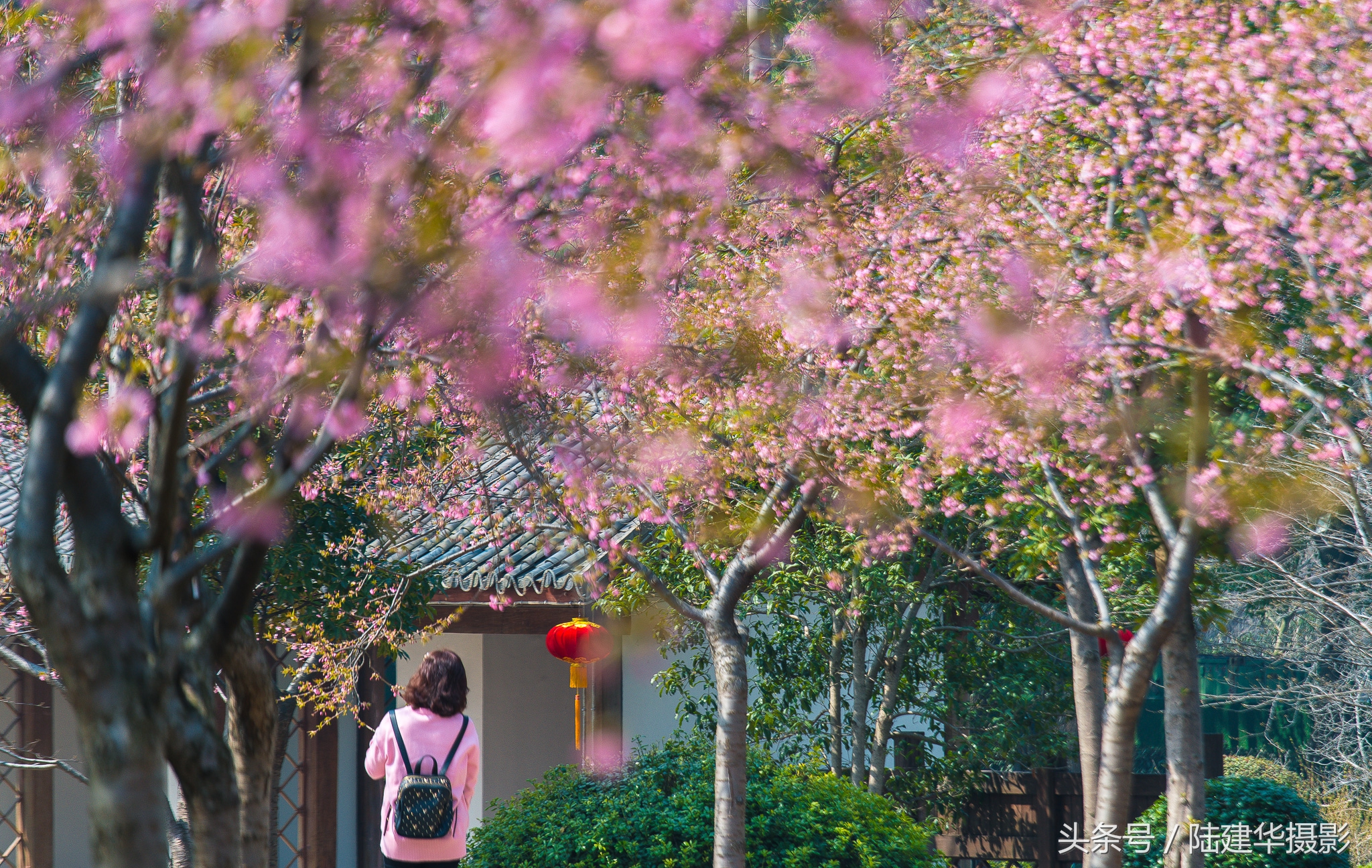 太湖鼋头渚樱花谷,鼋渚樱花是春天最浪漫的邂逅
