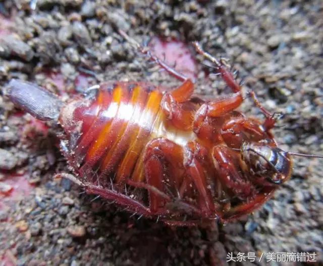 农村什么虫子有药用价值,农村臭屁虫特效药