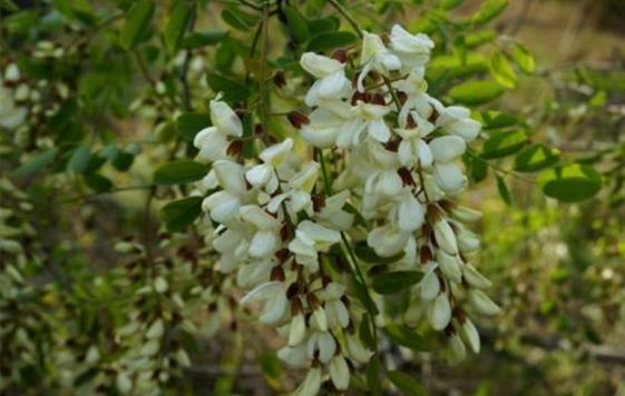 青岛的民俗文化视频,青岛市区方言历史