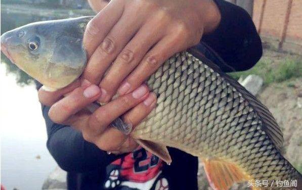 野钓鲤鱼怎么才能让鲤鱼快速聚窝,揭秘一款钓鲤鱼草鱼野钓窝料