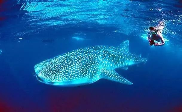 宿雾旅游游记,宿雾在菲律宾哪里