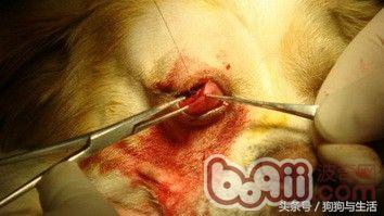狗狗得了犬第三眼睑增生的症状及诊治
