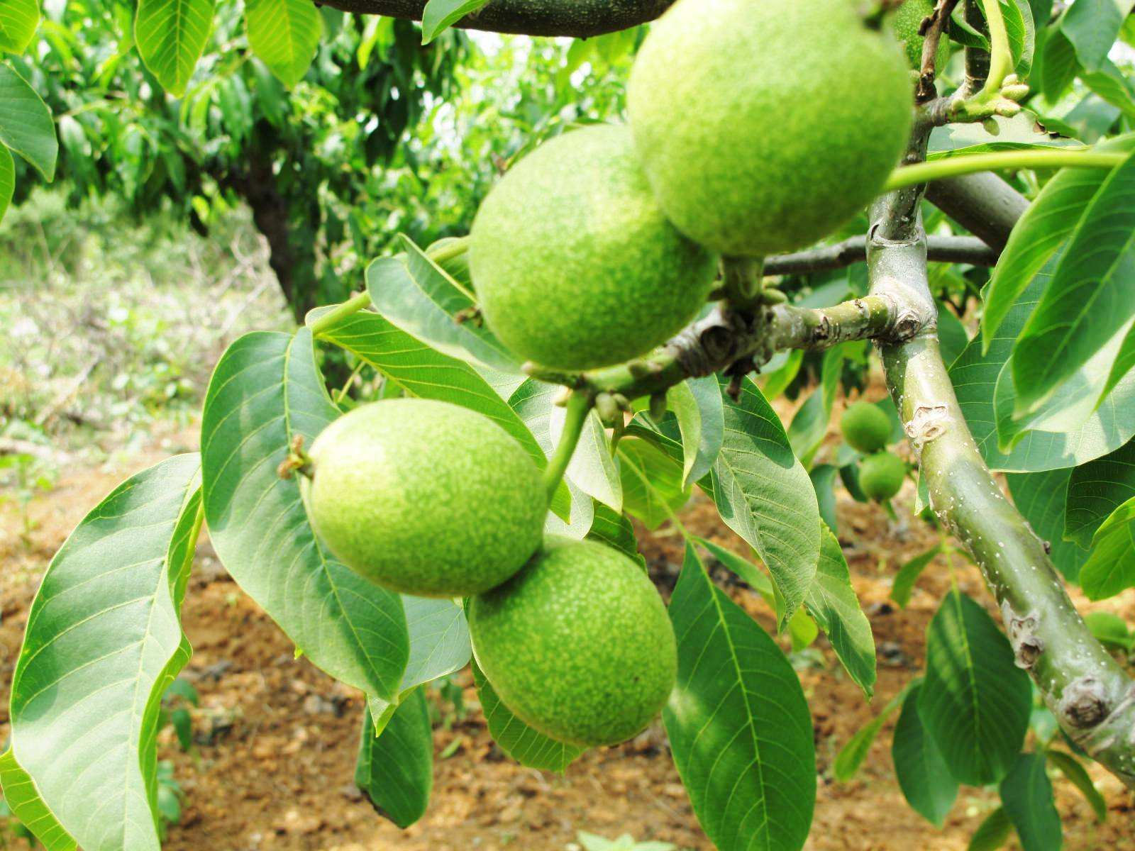 春暖花开种花生,春暖花开种子