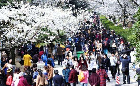 三大赏樱花胜地,又一年樱花盛开