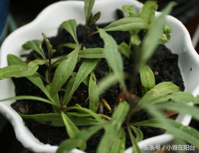 野生枸杞插枝种植方法,春天枸杞盆栽