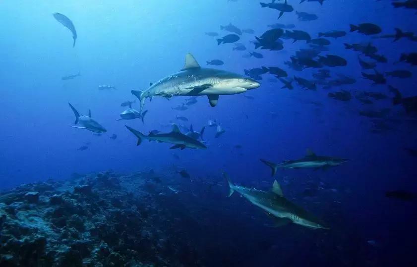 帕劳岛自由潜水 (帕劳潜水视频观看鱼群风暴)