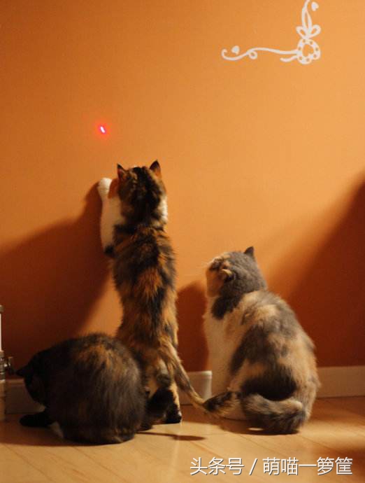 家里的猫太胖了,家里猫太皮怎么办