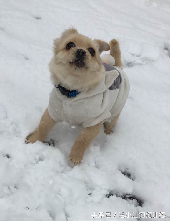 狗生坎坷总爱生病的小黄油，希望你未来的日子健康快乐平平安安！