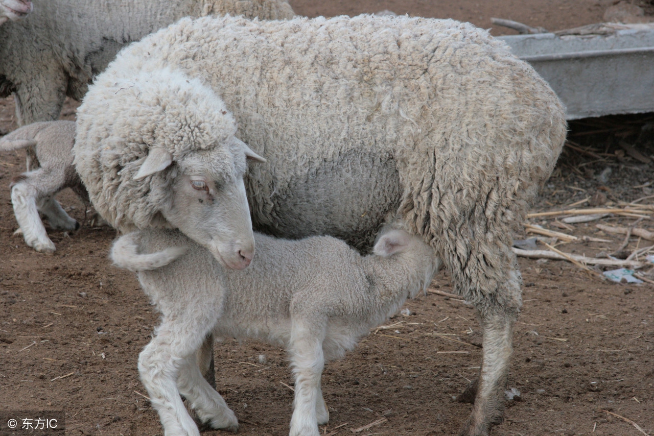 母羊怀孕后期的饲养管理方法,母羊分娩和羊羔管理注意事项