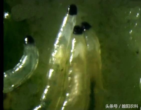 韭菜有什么病害怎么防治,韭菜上面的虫怎么治