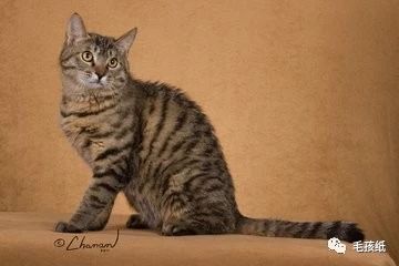 猫最常见的有哪几种品种,世界公认的猫种有哪些名字