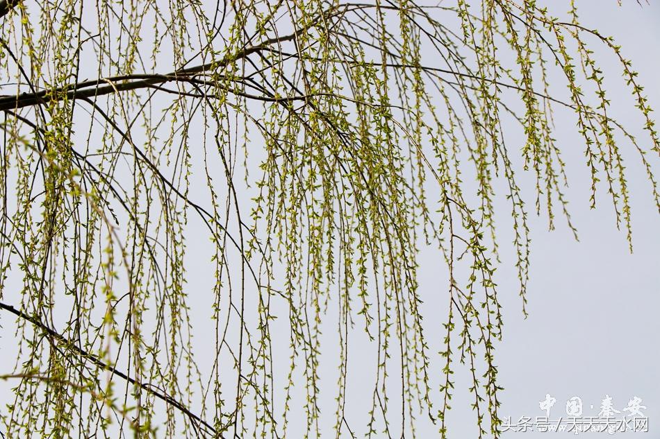 秦安:芳蕊遍地蜜蜂闹*光春**明媚凤山娇