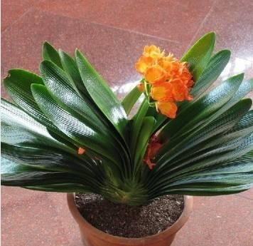 给君子兰吃补药开花旺,君子兰开花之前喂一颗生鸡蛋