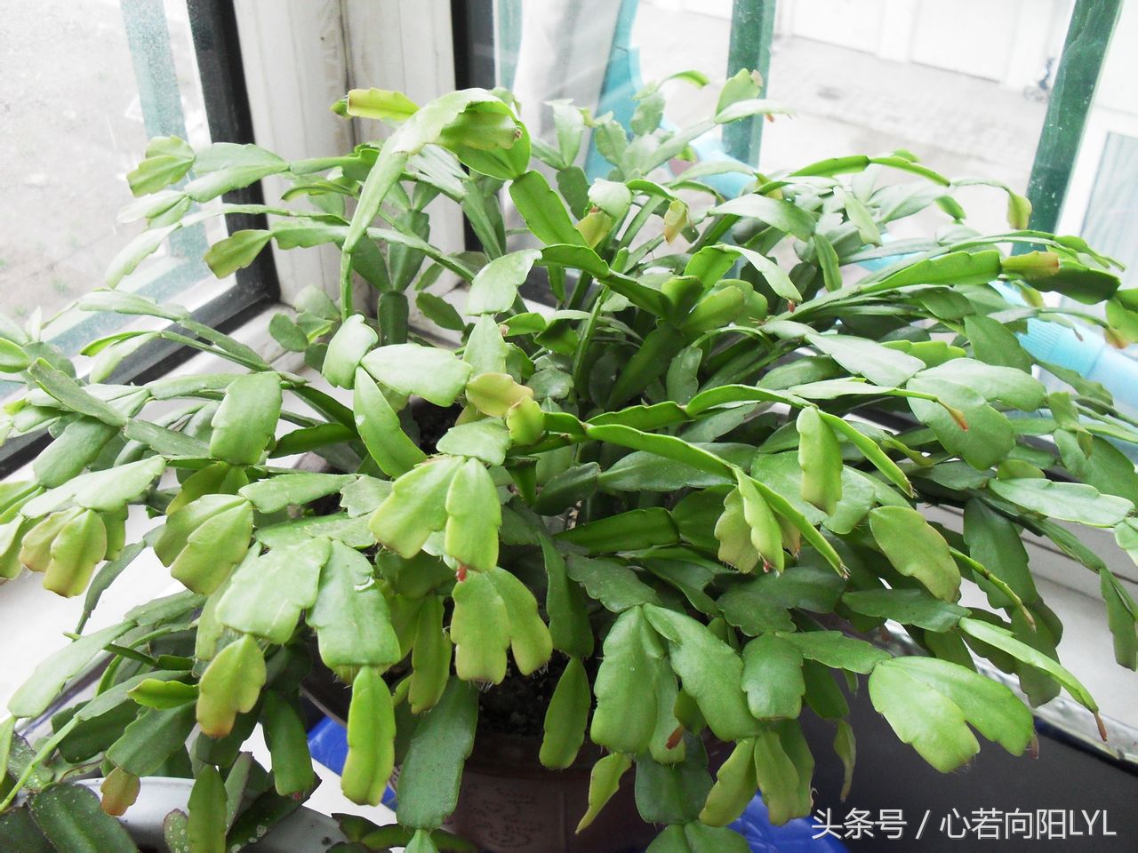 把螃蟹腿养好了,把螃蟹养成帝王蟹