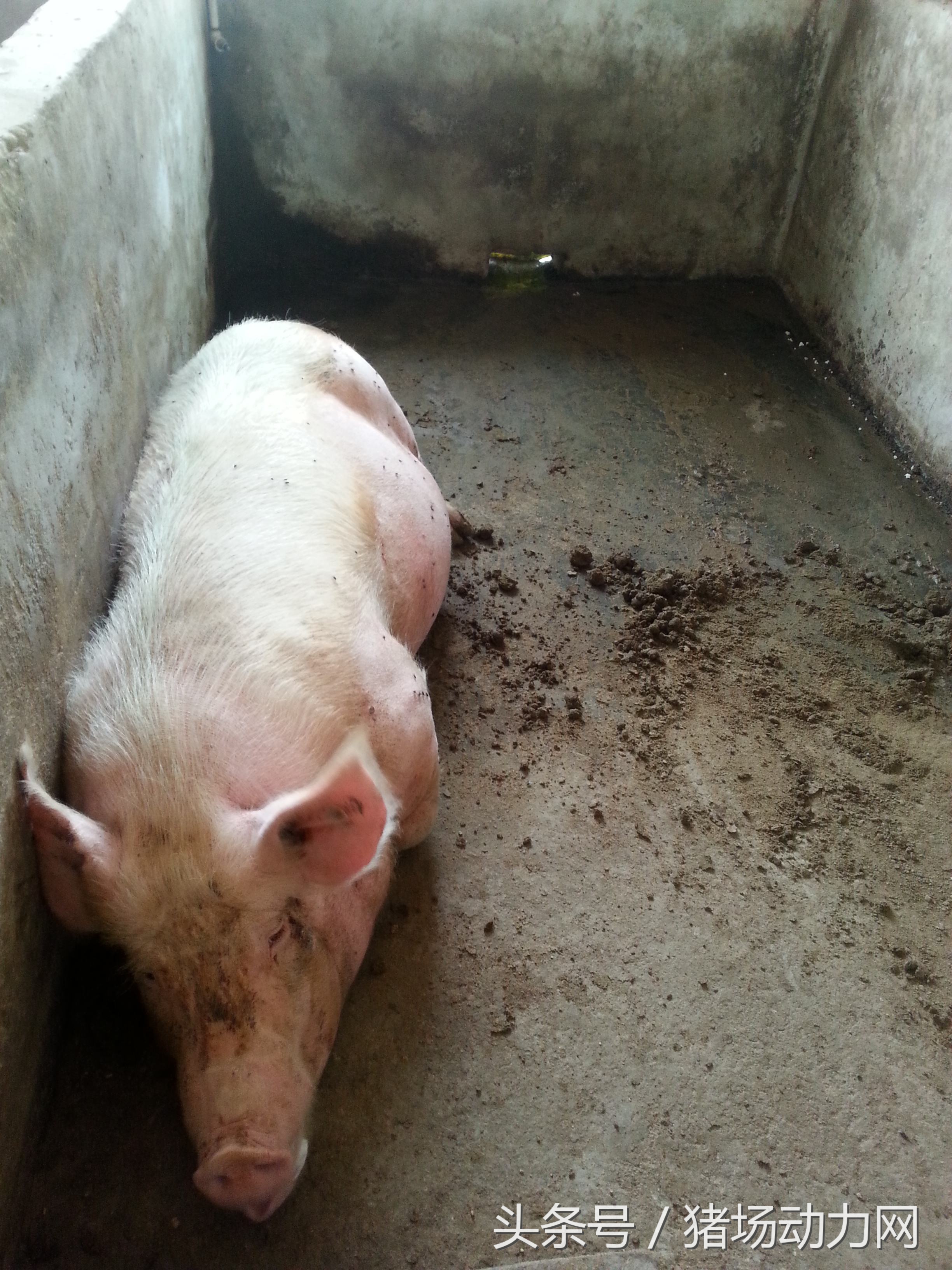 猪栏面积的存栏量如何计算,一千头母猪群需要多少产床限位栏