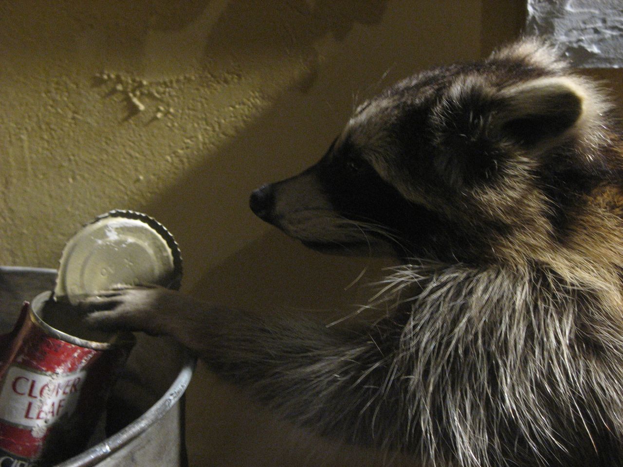 浣熊真的那么温顺吗,浣熊适不适合养