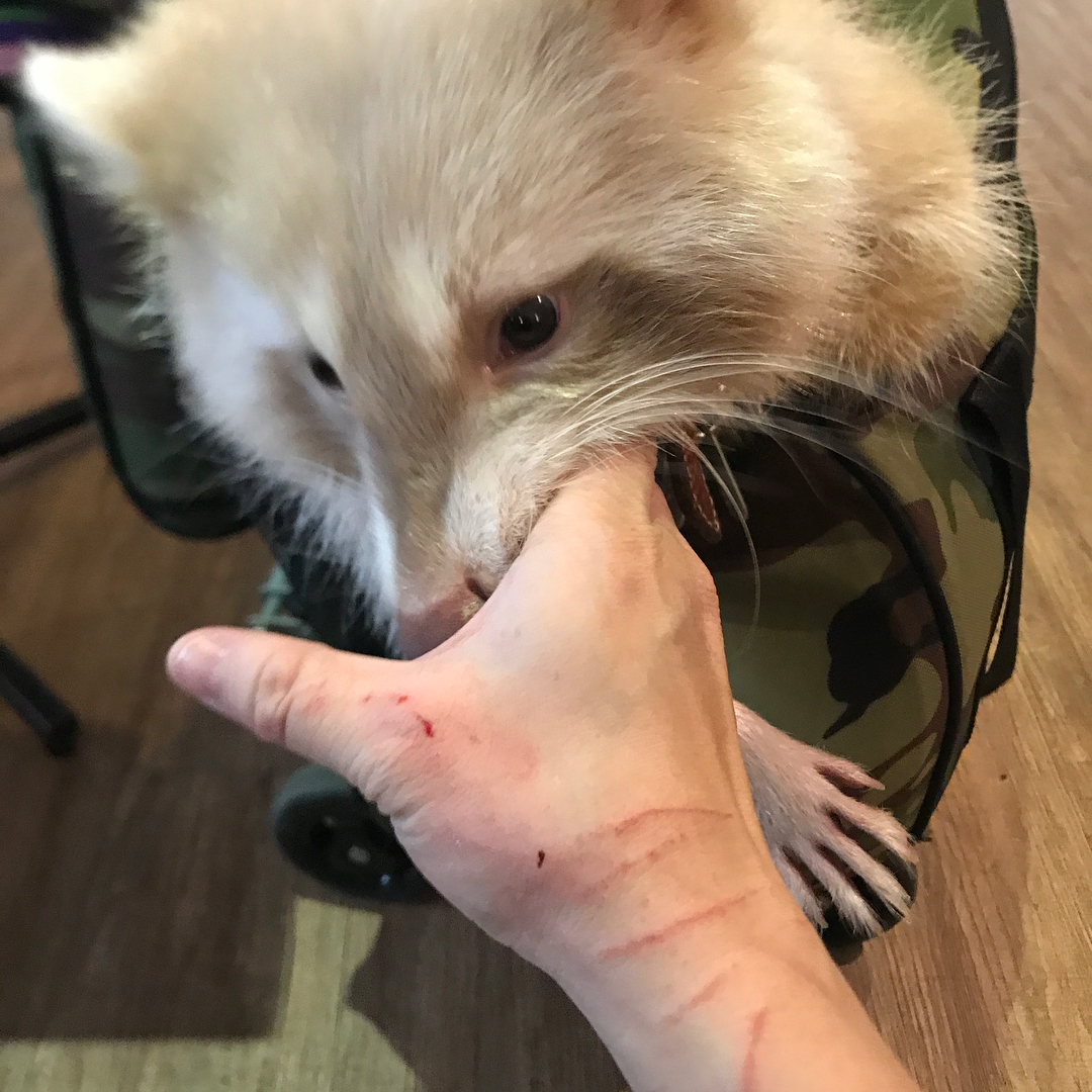 浣熊真的那么温顺吗,浣熊适不适合养