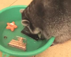 浣熊真的那么温顺吗,浣熊适不适合养