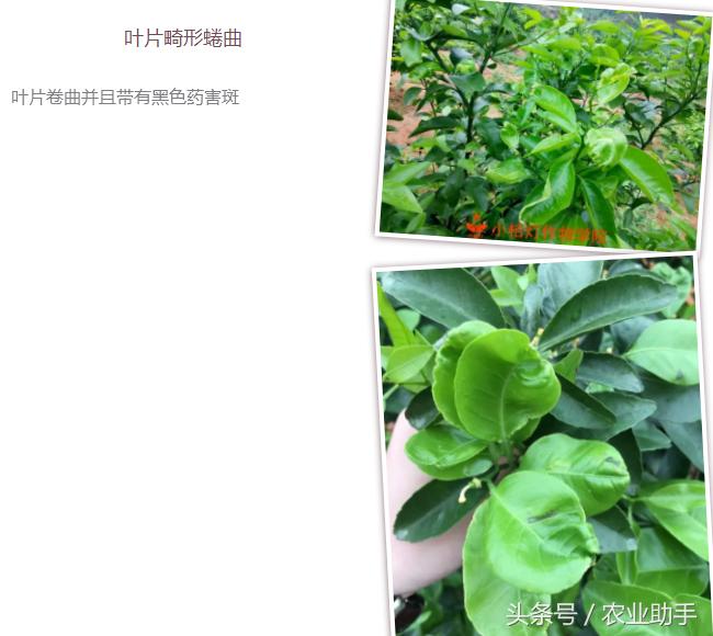 红蜘蛛药蚜虫药可以合用吗,怎么配治红蜘蛛的农药