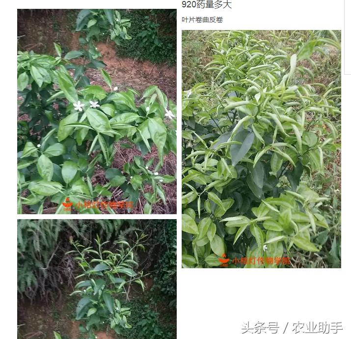 红蜘蛛药蚜虫药可以合用吗,怎么配治红蜘蛛的农药