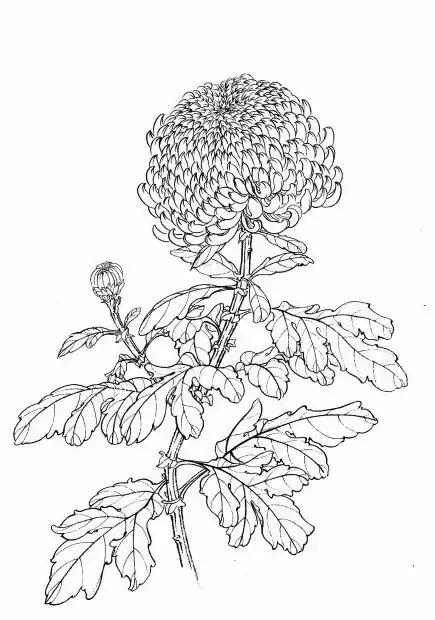 入门白描花卉菊花视频,白描菊花国画如何上色