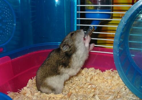 萌仓鼠是怎么喝水的,仓鼠小知识仓鼠喝什么水