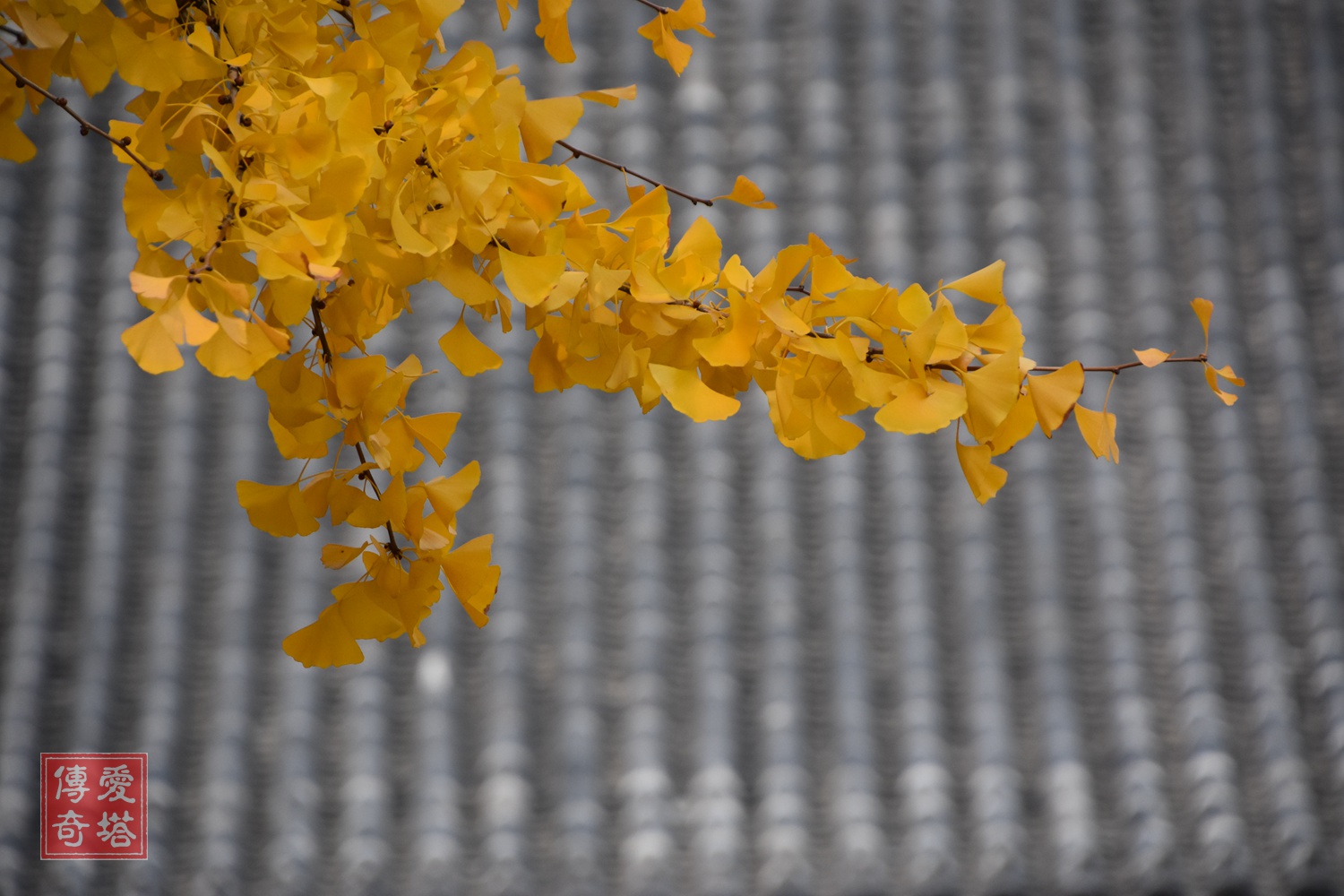 上海真如寺元代大殿,上海普陀真如寺大殿